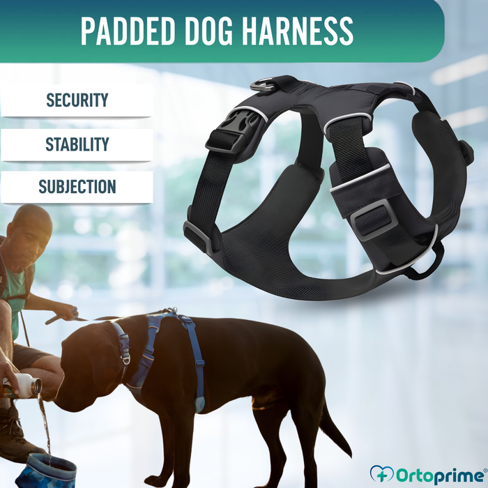 Padded Dog Harness for Daily Use | Dual Attachment