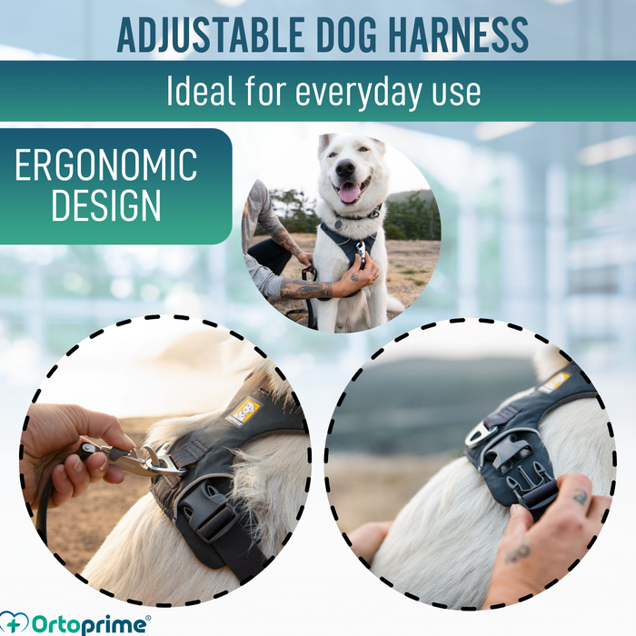 Padded Dog Harness for Daily Use | Dual Attachment