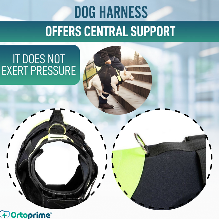 3-in-1 Multifunctional Dog Harness in Neoprene | 4 Sizes