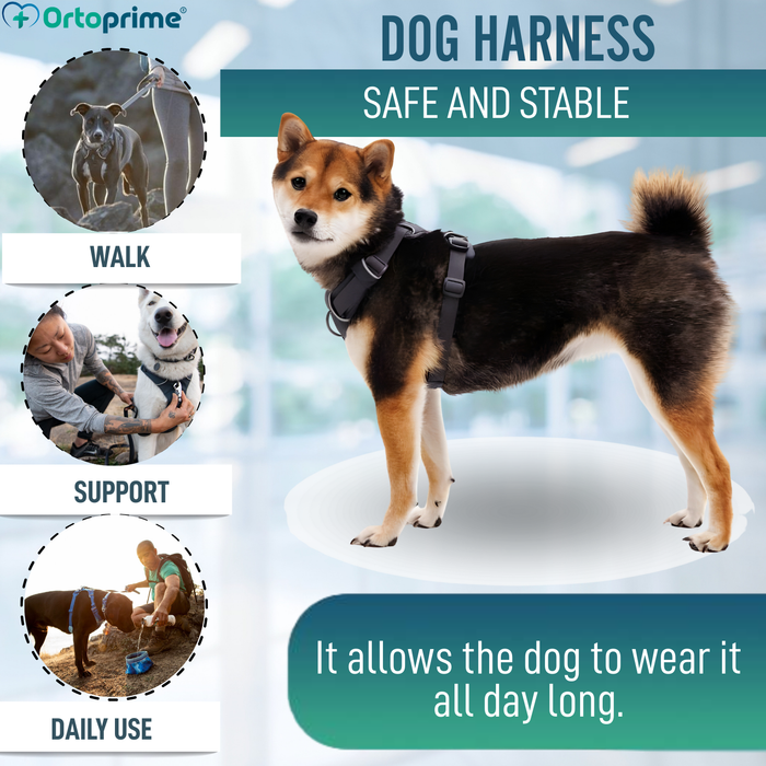 Padded Dog Harness for Daily Use | Dual Attachment