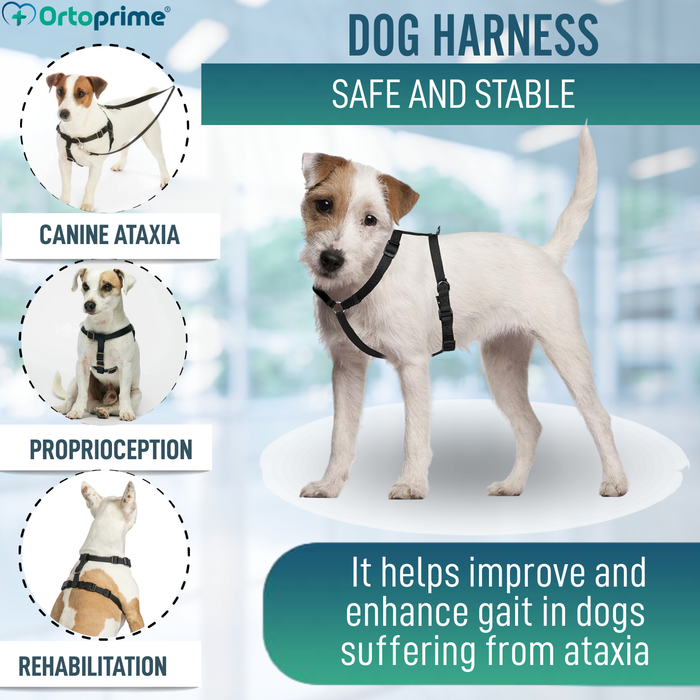 Canine Harness for Neurological Rehabilitation | 5 Sizes