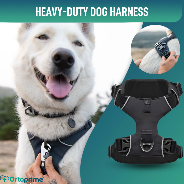 Padded Dog Harness for Daily Use | Dual Attachment