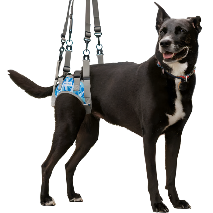Dog Harness for Reduced Mobility in the Rear Legs