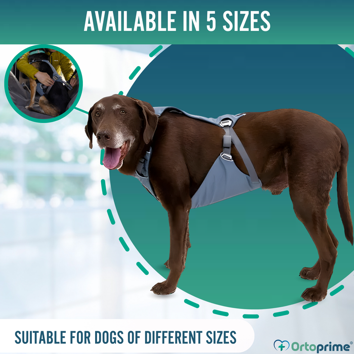 Dog Safety Harness for Transport | High Strength