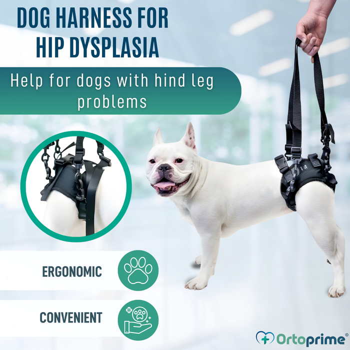 Dog Harness for Reduced Mobility in the Rear Legs