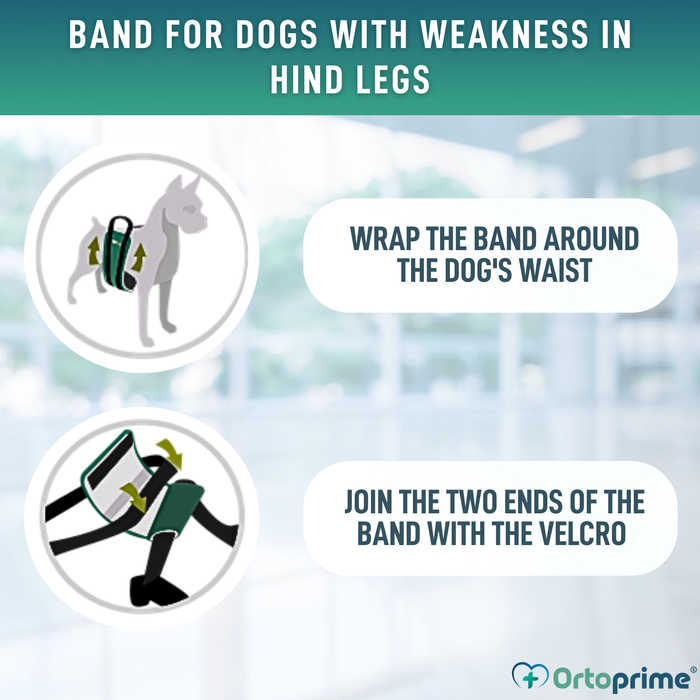 Support Sling for Dogs with Reduced Mobility | 5 Sizes