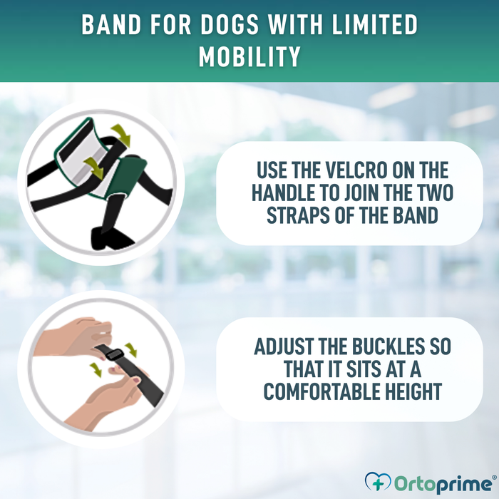 Support Sling for Dogs with Reduced Mobility | 5 Sizes