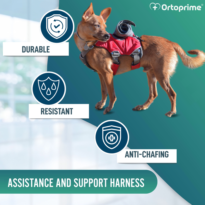 Search & Rescue Dog Harness | High Durability