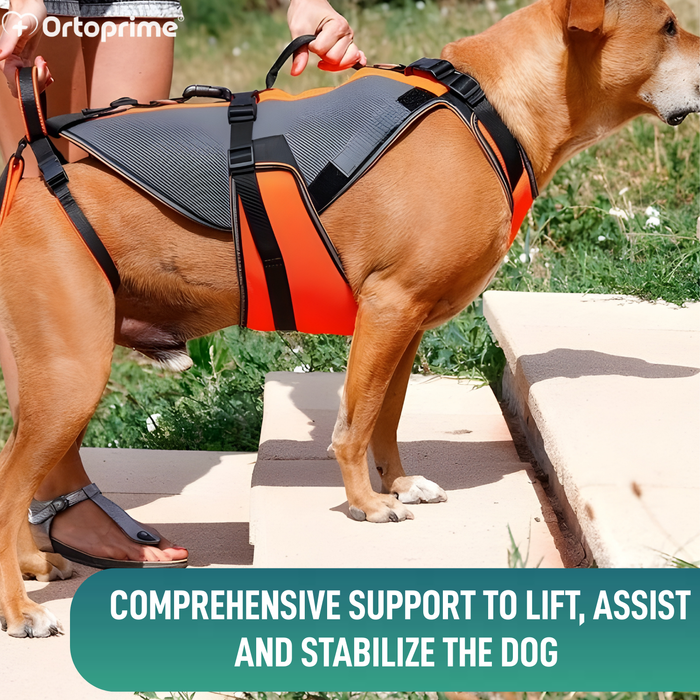 Complete Rehabilitation Harness for Dogs | 3D Material