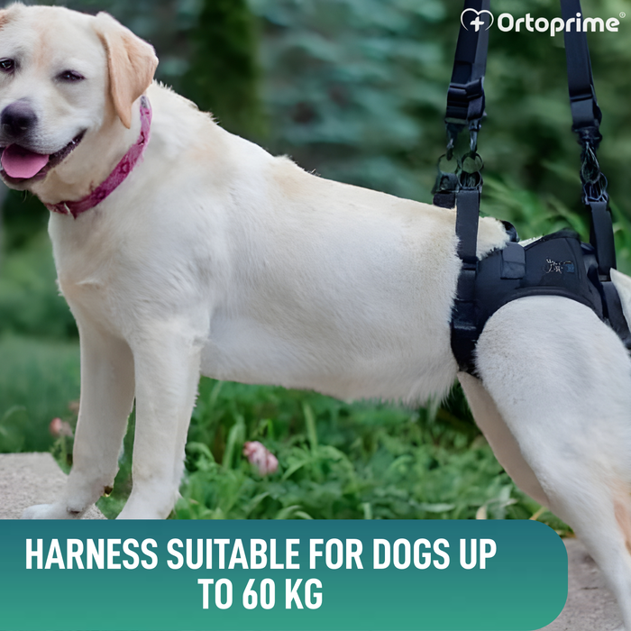 Dog Harness for Reduced Mobility in the Rear Legs