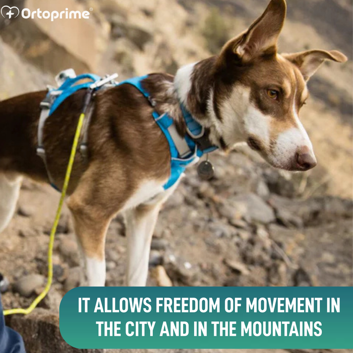 Multi-Purpose Dog Lifting Harness | Reinforced Structure