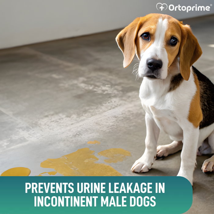 Anti-Leak Dog Diaper for Incontinence | Male Dog