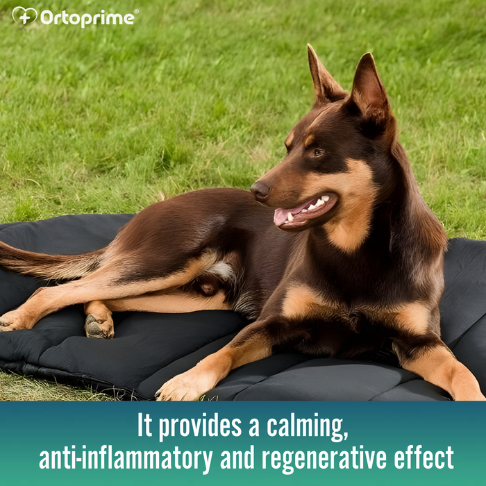 Thermal Dog Bed for Arthritis | Therapeutic Fabric