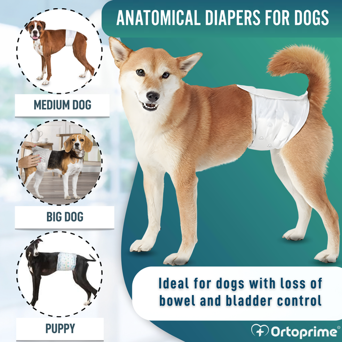 Ultra Absorbent Male Dog Diapers | Pack of 12