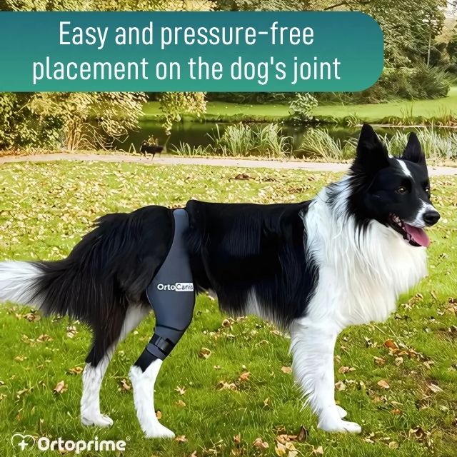 adjustable-dog-knee-brace-right-left-for-mobility-support-sizes-mini-to-xxl-ortoprime-uk