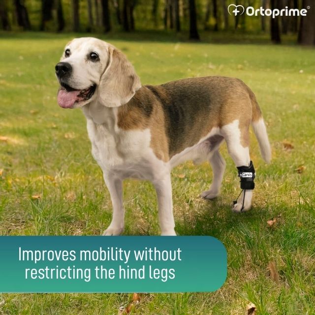 adjustable-proprioceptive-dog-brace-for-knuckling-sizes-xxs-xs-s-m-l-ortoprime-uk