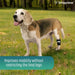 adjustable-proprioceptive-dog-brace-for-knuckling-sizes-xxs-xs-s-m-l-ortoprime-uk