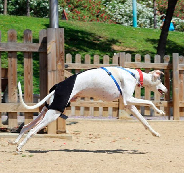 canine-hip-support-harness-for-dogs-xxs-33-45cm-to-l-69-96cm-ortoprime-uk