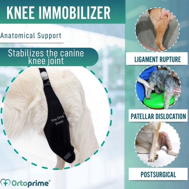 durable-dog-knee-immobilizer-for-rehabilitation-right-left-sizes-mini-xxxs-xxs-xs-s-m-l-xl-xxl-ortoprime-uk