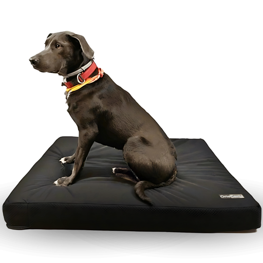 durable-viscoelastic-dog-bed-with-cover-size-s-50x60x6cm-to-xl-120x100x12cm-ortoprime-uk