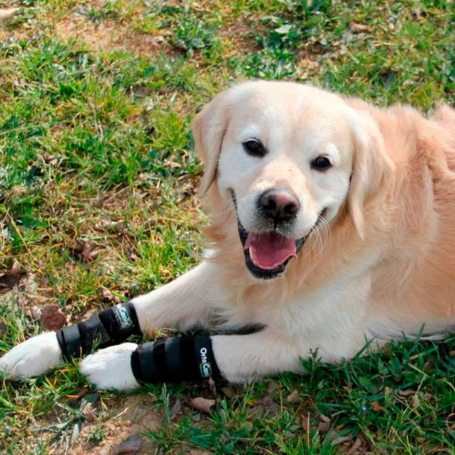 elastic-wrist-support-for-dogs-tendon-muscle-injury-xxs-xl-ortoprime-uk
