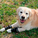 elastic-wrist-support-for-dogs-tendon-muscle-injury-xxs-xl-ortoprime-uk