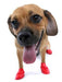 lightweight-waterproof-dog-shoes-rubber-reusable-colours-black-green-yellow-orange-brown-trim-red-blue-sizes-mini-2-54cm-xxs-3-81cm-xs-5-08cm-s-6-35cm-m-7-67cm-l-10-16cm-xl-over-10-16cm-ortoprime-uk