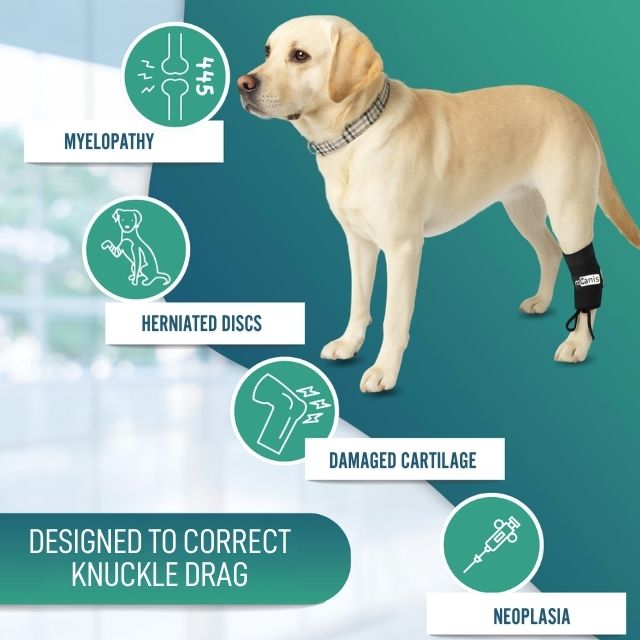 orthopedic-canine-proprioceptive-support-for-dogs-sizes-xxs-to-l-ortoprime-uk