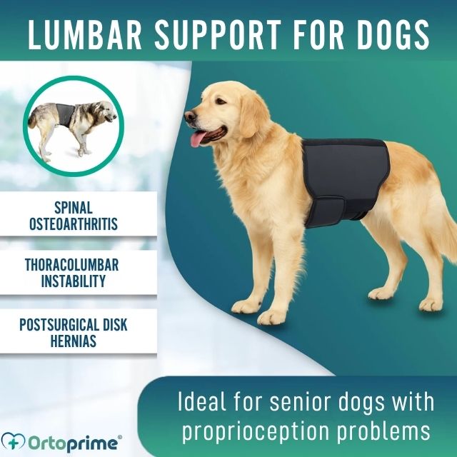 orthopedic-dog-back-belt-warming-support-s-m-l-ortoprime-uk