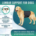 orthopedic-dog-back-belt-warming-support-s-m-l-ortoprime-uk