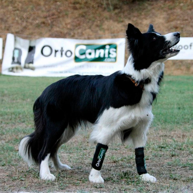 orthopedic-dog-wrist-support-for-injury-recovery-xxs-to-xl-ortoprime-uk