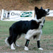 orthopedic-dog-wrist-support-for-injury-recovery-xxs-to-xl-ortoprime-uk