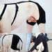 pet-hip-support-belt-for-dogs-with-dysplasia-xxs-xs-s-m-l-ortoprime-uk