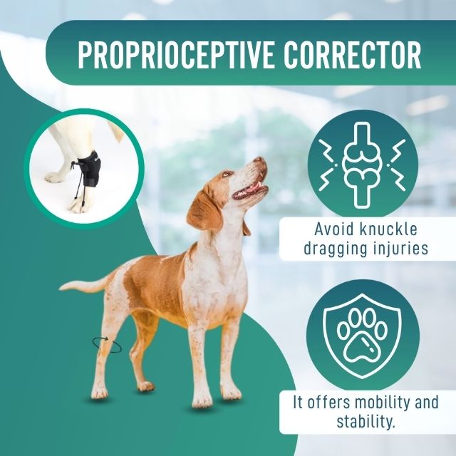 rehabilitation-dog-corrector-for-knuckling-training-sizes-xxs-xs-s-m-l-ortoprime-uk